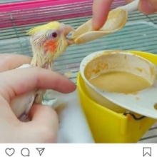 オカメインコ　ルチノー　２０１９年７月１０日入舎　モグモグ動画も！