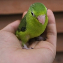 マメルリハインコ（ノーマル）男の子
