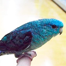 べッタ慣れ！！サザナミインコ（ブルー系パステル）