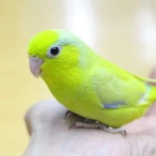 大きくなりました！　マメルリハ（アメリカンイエロー）男の子