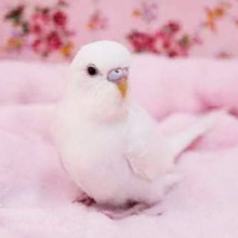 当店ではかなり人気！セキセイインコ（アルビノ）