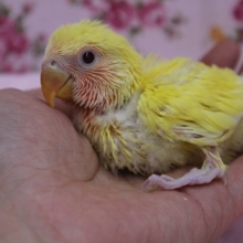 人気色！　コザクラインコ　ルチノーチェリー　2019.7/18入舎