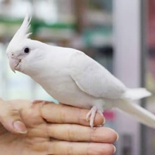 噛まないヨイ子のオカメインコ（ピュアホワイト）