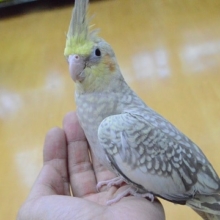オカメインコ（シナモンパール）ヒナ餌卒業済み　2019年6月生まれ