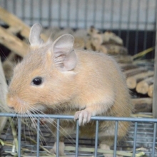 なでなで好きのサンドデグーの男の子