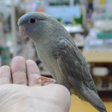 サザナミインコ・ダブルファクター