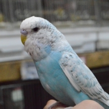 しぐさが可愛いジャンボセキセイインコ（ブルースパングル）