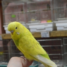 ジャンボセキセイインコ（グリーンスパングル）鮮やかな色合い