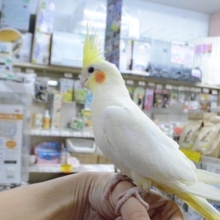 人気カラーのオカメインコ（ルチノー）