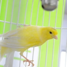 良く鳴いてるよ！　イエローブチカナリア　男の子