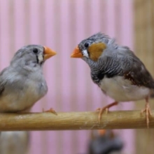 かわいいフィンチです！キンカ鳥のペア