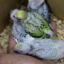 セキセイインコ（ウブウブのヒナ）きました！