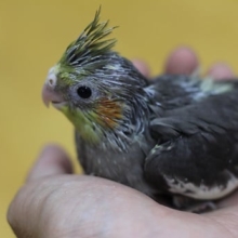 オカメインコ（ノーマルカラー）うぶうぶな子です