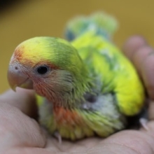 コザクラインコ・タイガーチェリー
