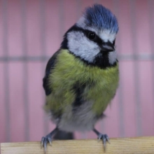 アオガラ