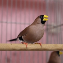 キバシキンセイチョウ