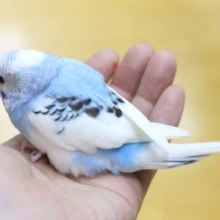 羽に綺麗な模様が！セキセイインコ（パイド）