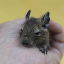 手に乗るかわいいデグー（ノーマルカラー）ベビー