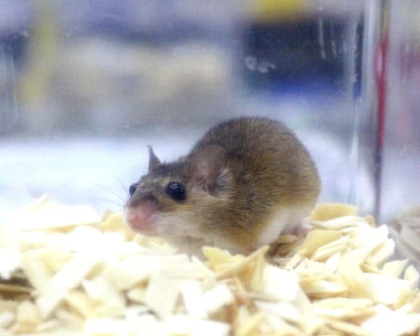 ちっちゃすぎでしょ！アフリカチビネズミ