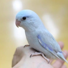 パステル風のカラーが素敵💛　マメルリハ（アメリカンホワイト）