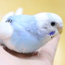 セキセイインコ・パイド