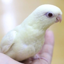 サザナミインコ・クリーム
