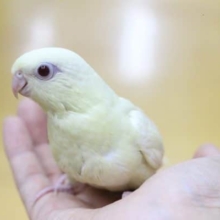 サザナミインコ (クリーム) とても珍しいカラー