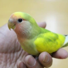 小桜インコ（タイガーチェリー）2019年07月20日