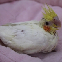 カメラ目線？！　オカメインコ　ルチノー　2019.7/18入舎