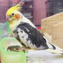 少し馴れてます。　オカメインコ　パイド　女の子