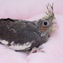 オカメインコ　ノーマル 2019年7月23日入舎