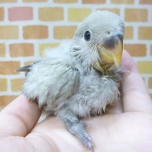 手乗りコザクラインコ　モーヴ　ヒナ　８月１３日