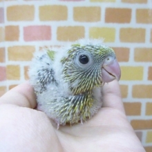 サザナミインコ・スパングル・グリーン