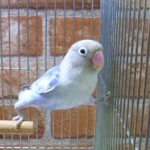 激レアカラーのボタンインコ（セーブル）　２０１９年８月２３日撮影　