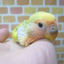 手乗りコザクラインコ　タイガーチェリー　８月２５日