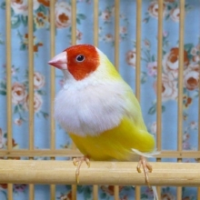 コキンチョウ・イエロー・赤頭