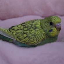変わった模様のセキセイインコ　2019.8/27入舎