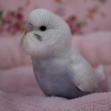 またまた！ジャンボセキセイインコ　入舎情報　2019.8.21