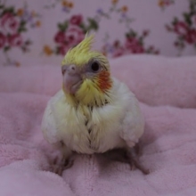 またまた入舎！オカメインコ　ルチノー　2019.8/6入舎