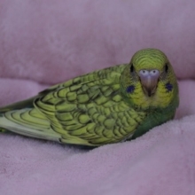 セキセイインコ・変わった模様