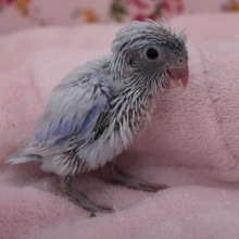 やっと来ました!　マメルリハ　アメリカンホワイトの男の子　2019.8/29入舎