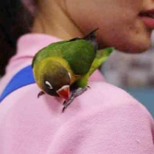 人が大好き！キエリボタンインコ