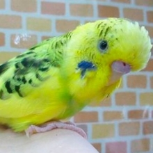 ジャンボセキセイインコ・イエローハルクイン