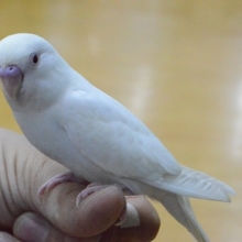 ベタ馴れ！　セキセイインコ　アルビノ　赤目