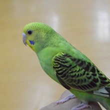 馴れてます。　セキセイインコ　ノーマルグリーン