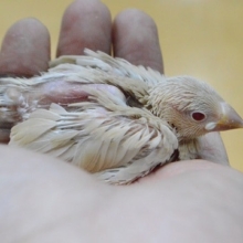 ヒナっ子！　シナモン文鳥　2019年8月30日