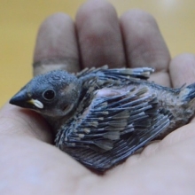 ヒナヒナ♡　桜文鳥　2019年8月30日
