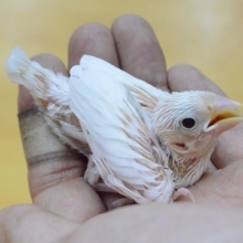 人気！　白文鳥　ヒナ　2019年8月30日