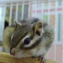 人の手を怖がらない！　シマリス　女の子