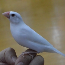 馴れてます！白文鳥　2019年8月19日